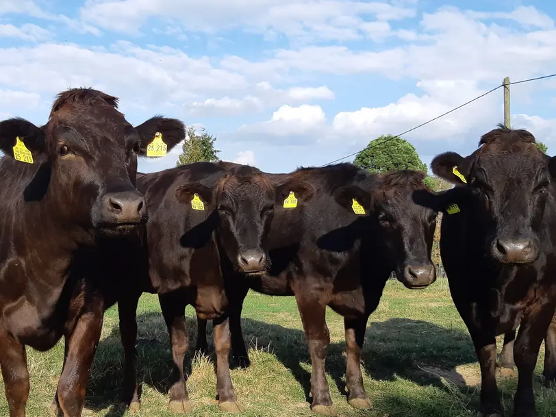 Wagyu Wipperfürth in Wipperfürth